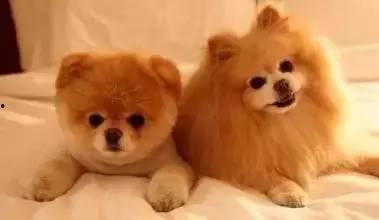 狗狗最新爆料文案,宠物界的最新爆料大公开!